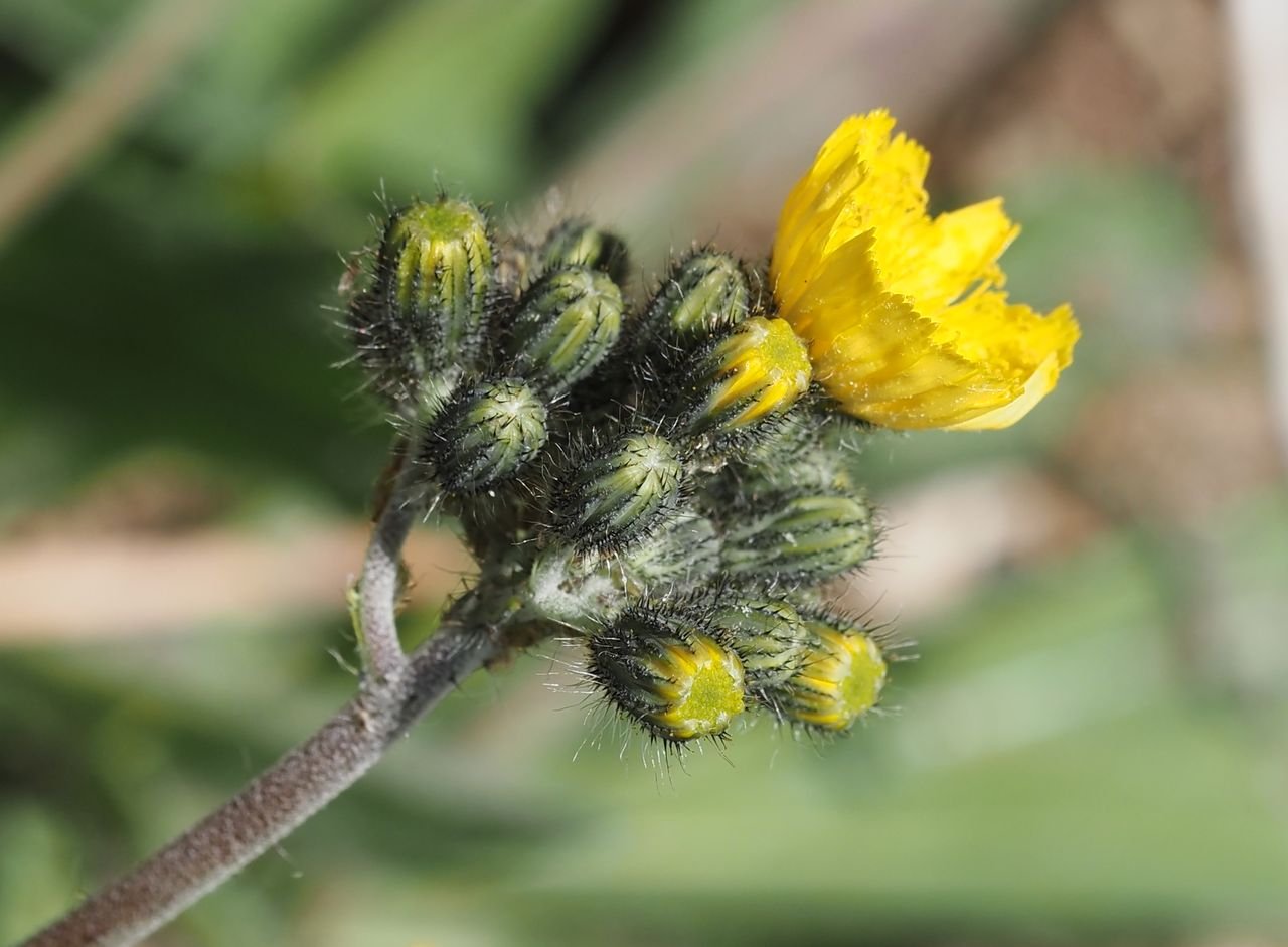 /Pilosella bauhini - poupata.