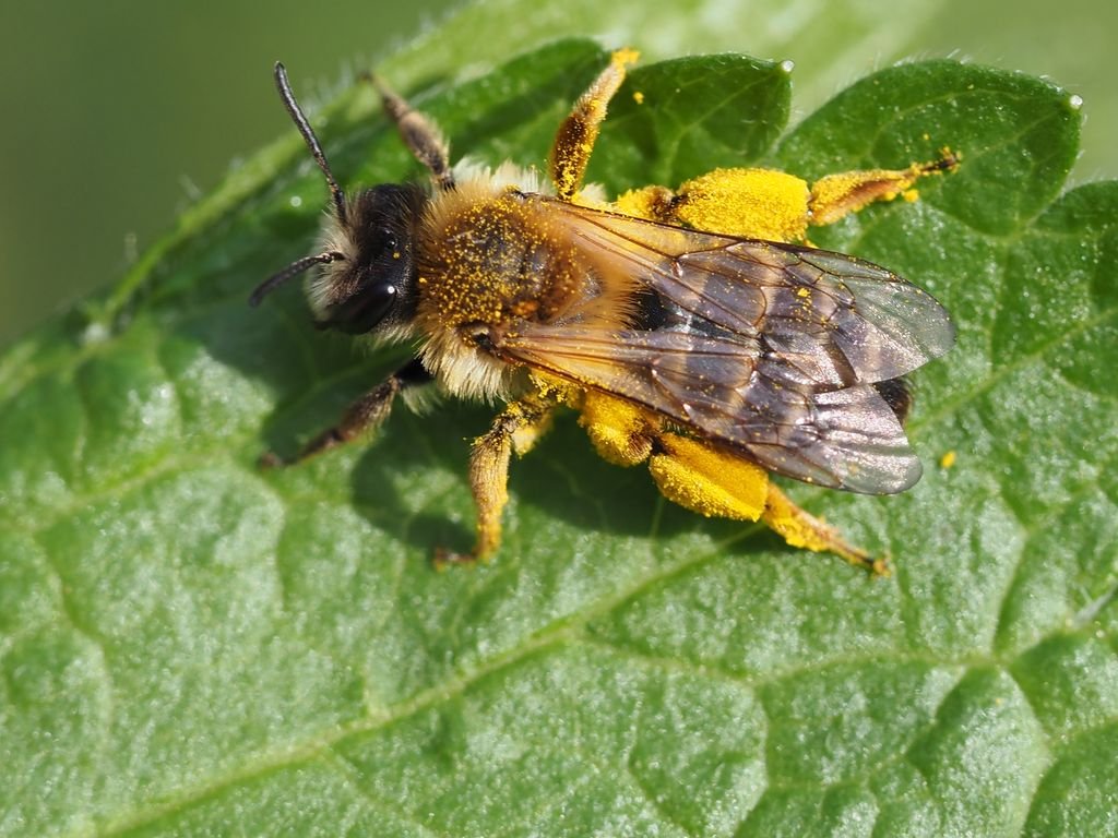 /Andrena gravida s nákladem pylu, duben 2025.