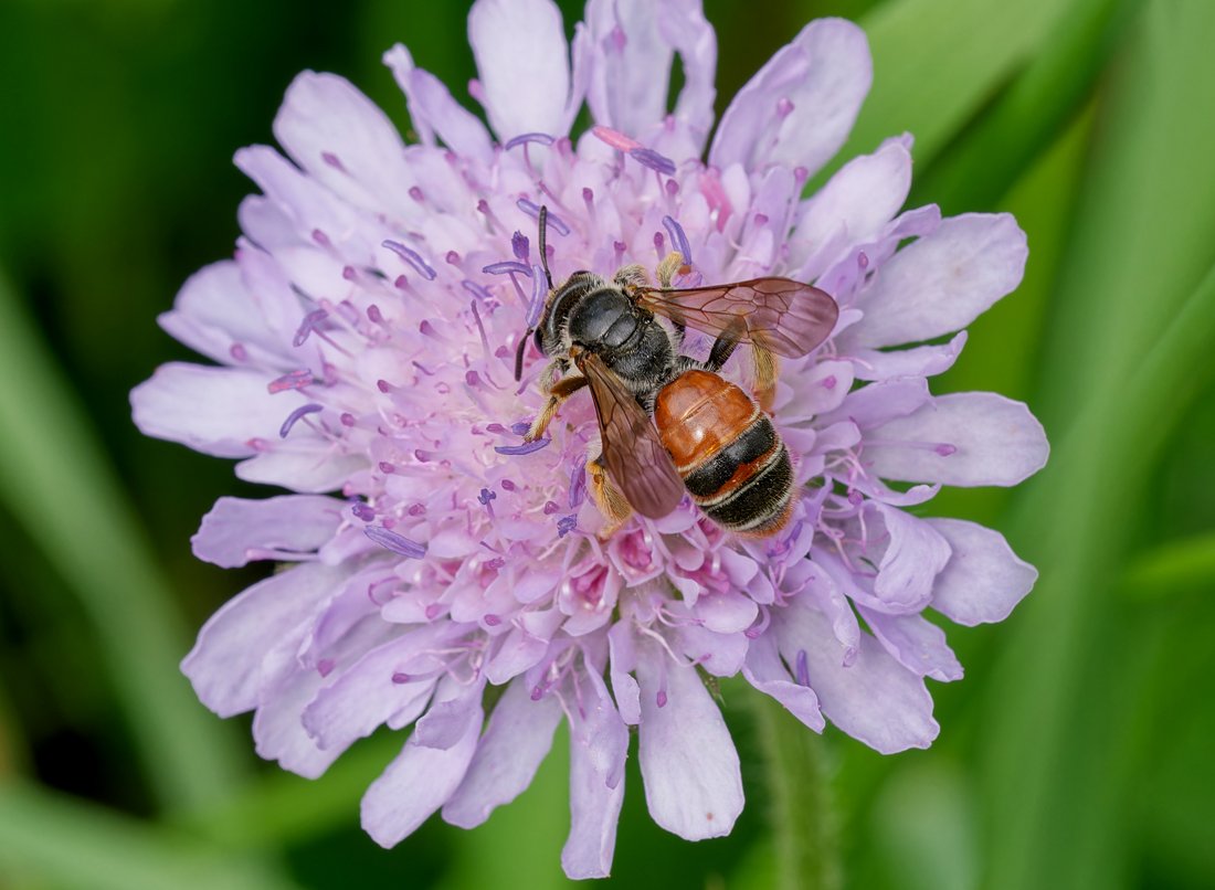 /Andrena hattorfiana, foto shora.