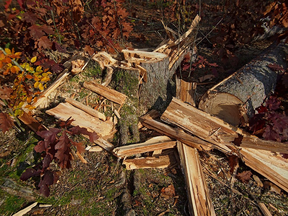 /Pařez po nalomeném smrku.