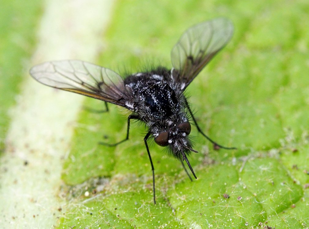 /Dlouhososka černá, hlava a sosák.