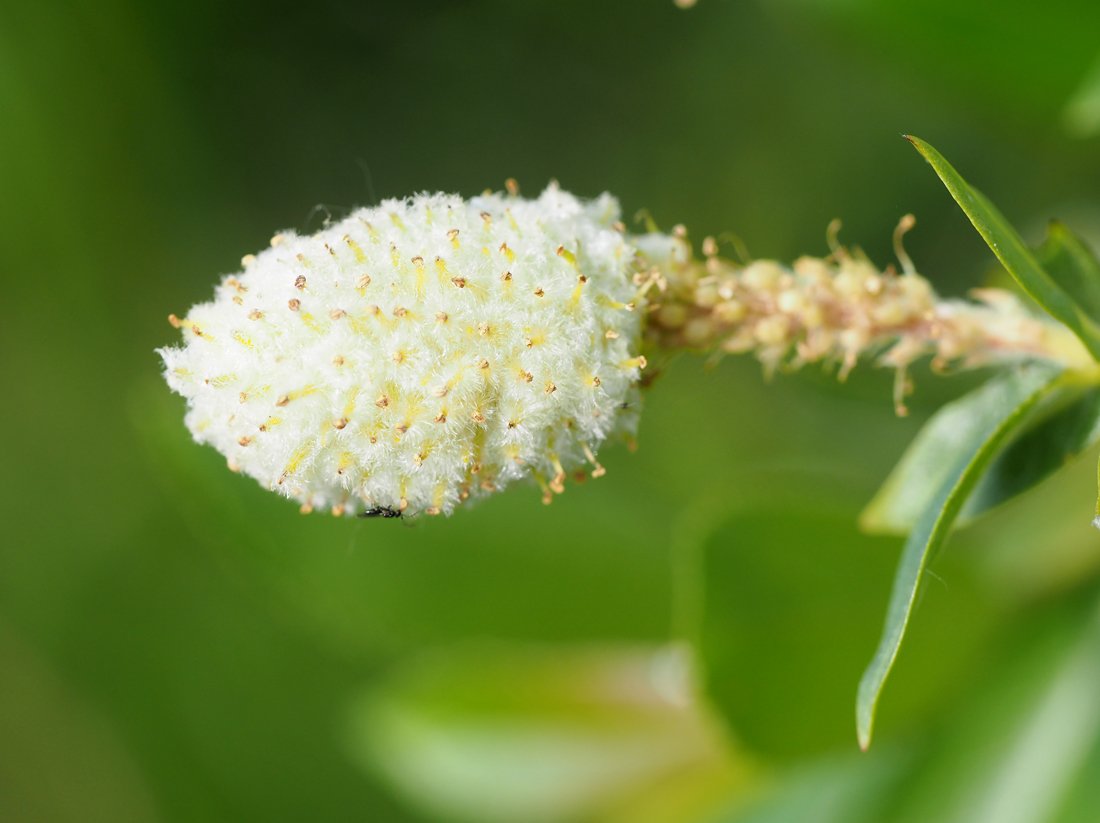 /Salix triandra, hálka zvětšeně. /Salix triandra, hálka zvětšeně.
