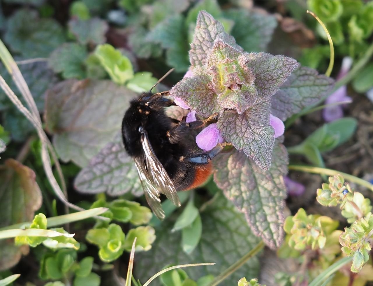 /čmelák skalní, mladá samička po přezimování saje na hluchavce nachové.