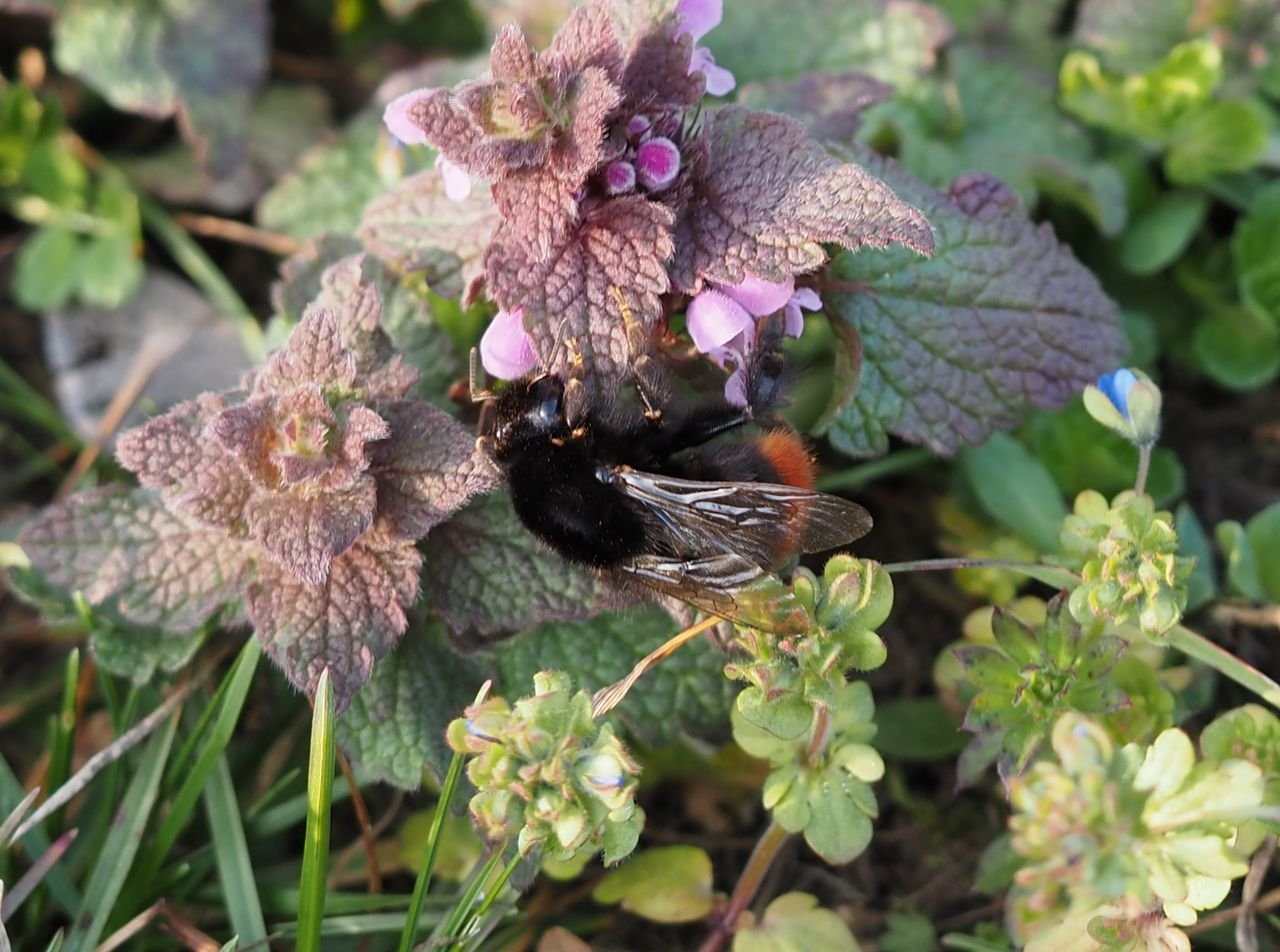 /Hluchavka nachová a čmelák skalní.