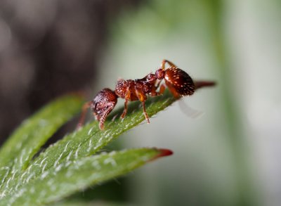 Mravenec rodu Myrmica
