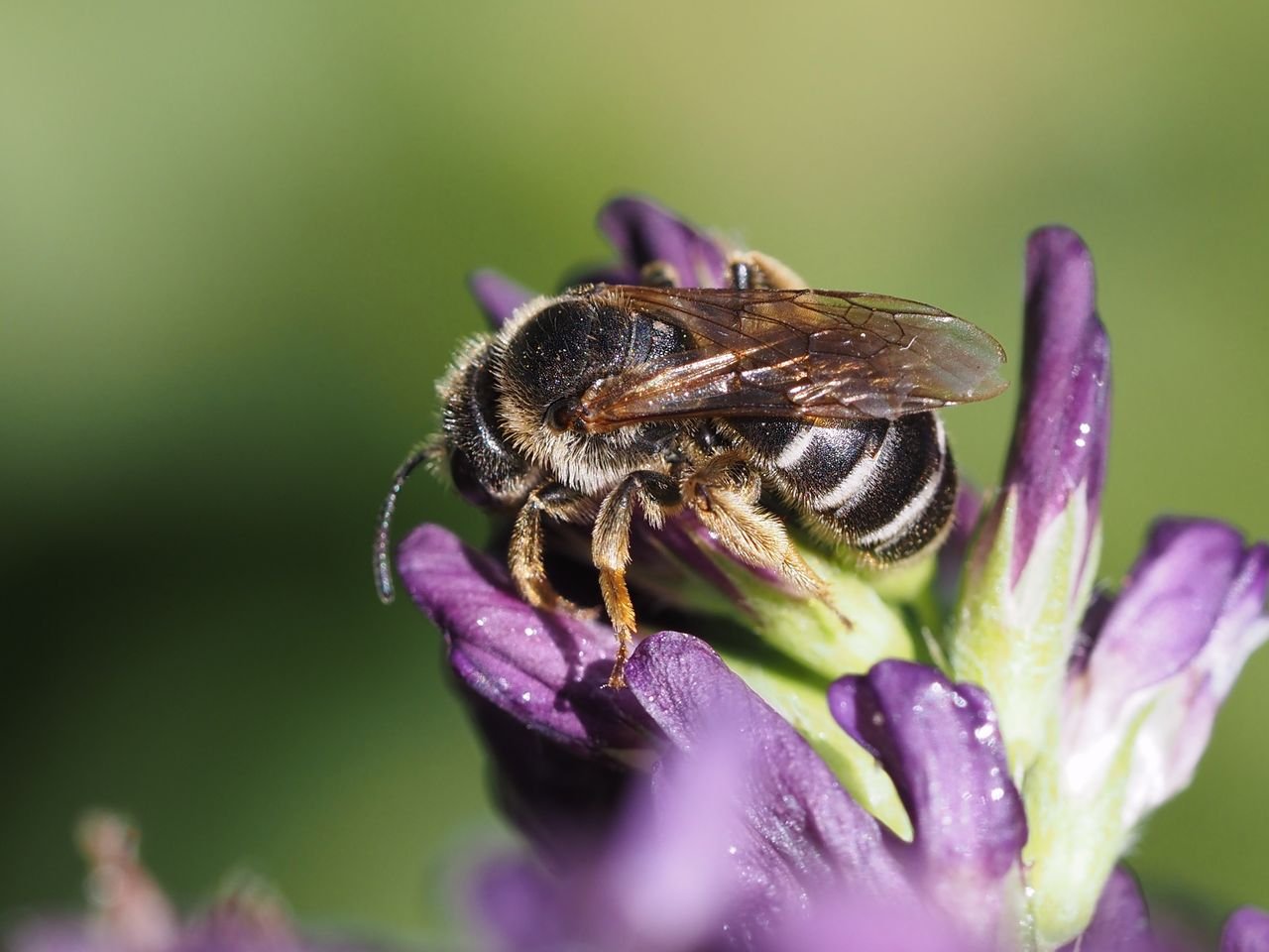 /Halictus simplex, mladá samička.