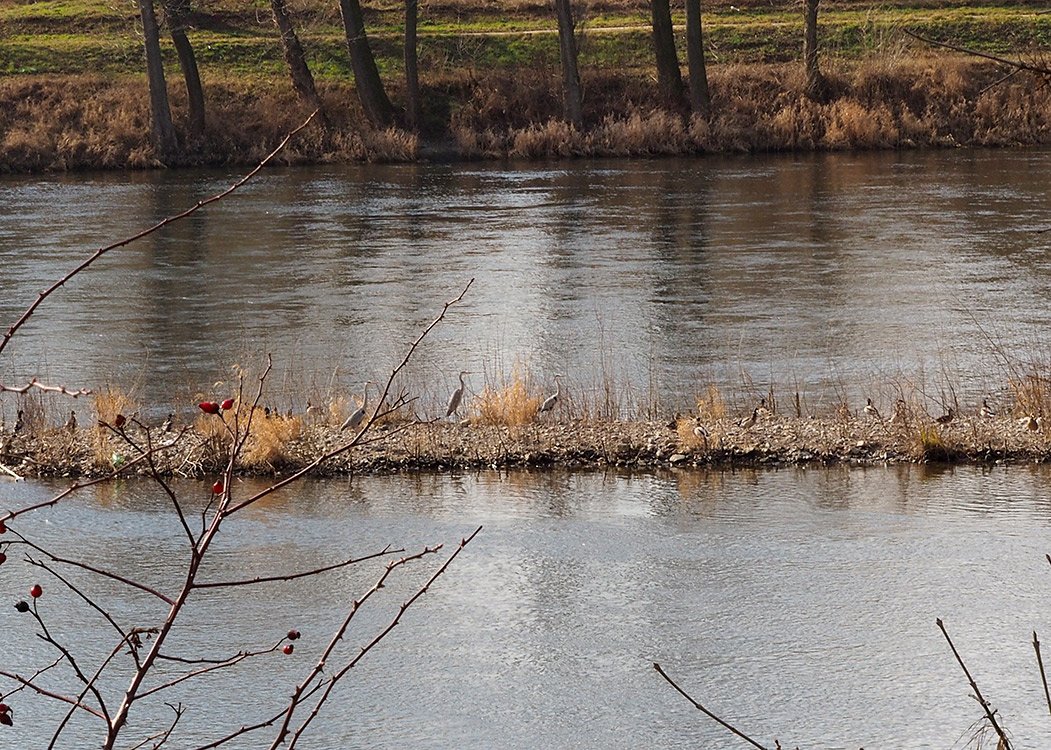 /Volavky na ostrůvku. /Volavky na ostrůvku.