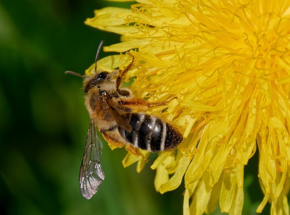 /Pískorypka Andrena gravida na květu pampelišky. Foto Radim Herman.