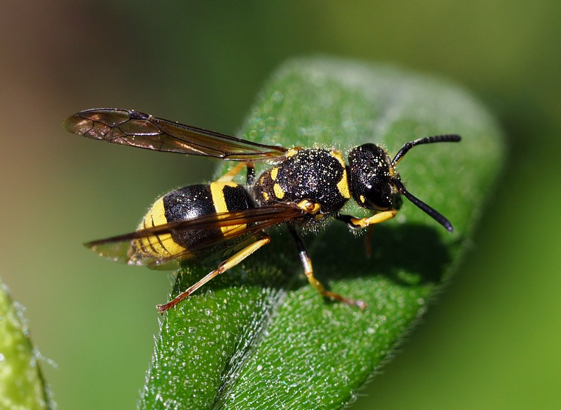 /Hrnčířka, samice. /Hrnčířka, samice.