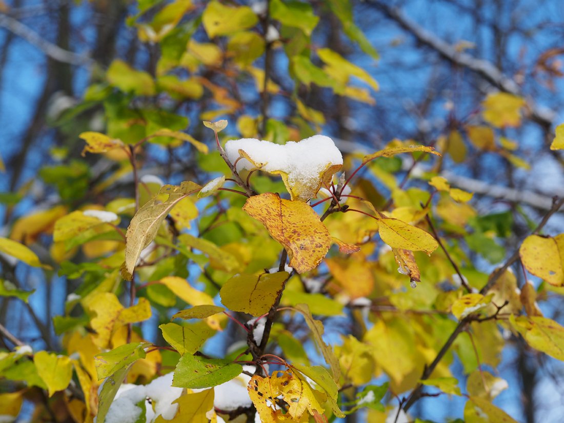 /Jabloň, listy pod sněhem.