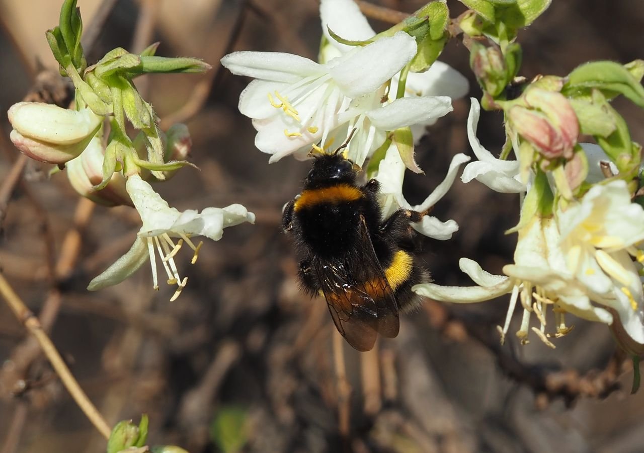 /Čmelák hájový, samička v březnu 2026.