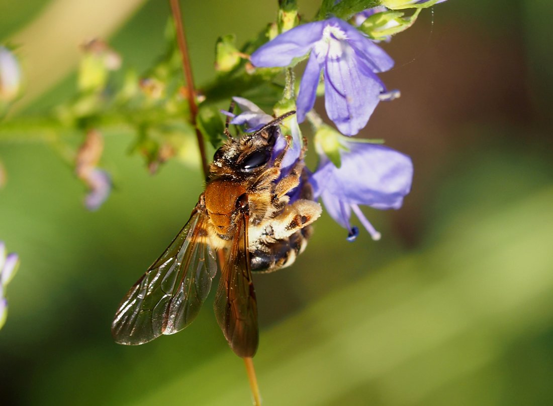 /Andrena curvungula, samička na rozrazilu.