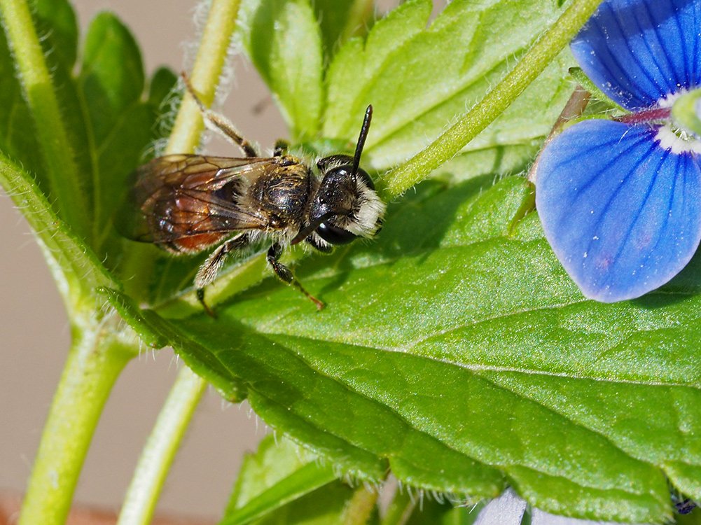 /Andrena labiata, sameček, na rozrazilu rezekvítku. /Andrena labiata, sameček, na rozrazilu rezekvítku.
