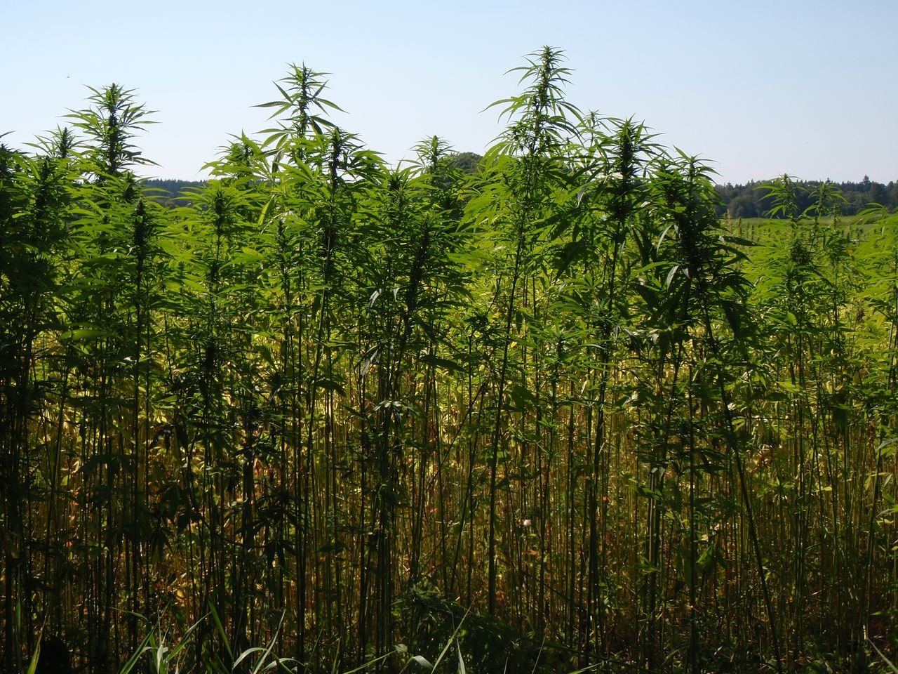 /Konopí seté, porost na okraji pole v srpnu. /Konopí seté, porost na okraji pole v srpnu.