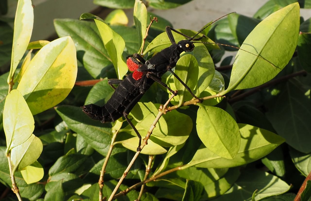 /Strašilka ukazuje červenou spodní stranu křidélek. /Strašilka ukazuje červenou spodní stranu křidélek.