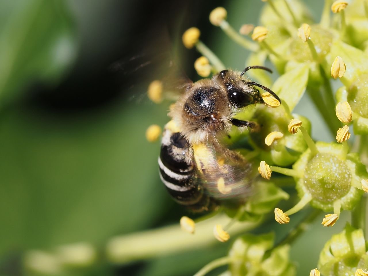 /Colletes hederae, samičky jsou skoro pořád v pohybu. /Colletes hederae, samičky jsou skoro pořád v pohybu.