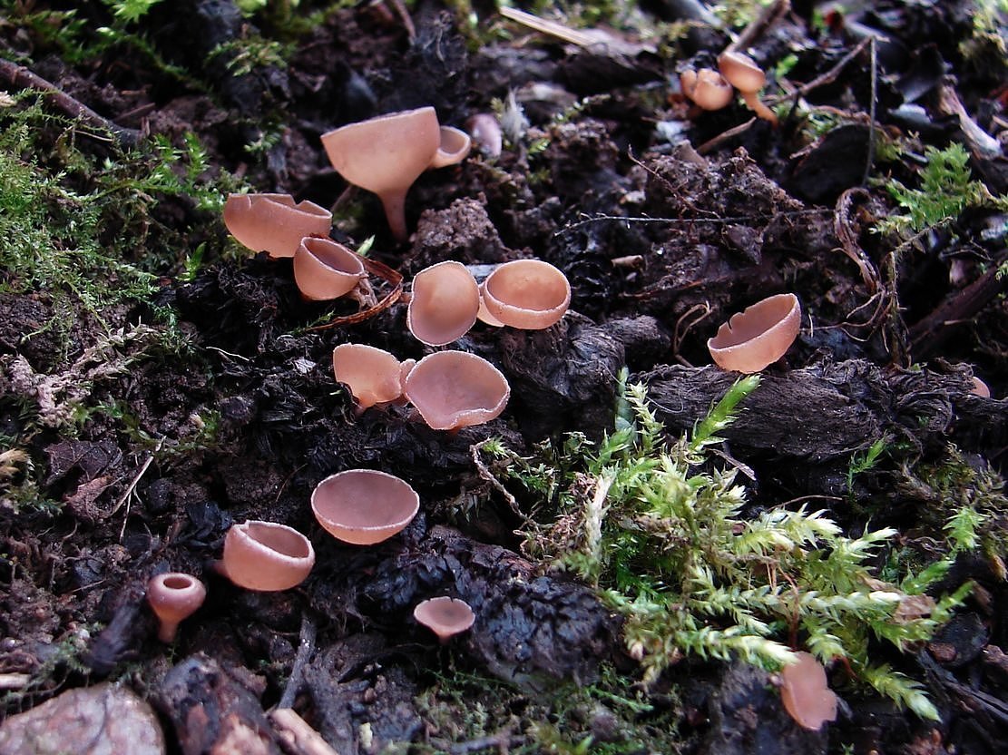 /Jehnědky jívové mohou vyrůstat pod vrbou jívou ve velkém množství. Foto Karel Netsch. /Jehnědky jívové mohou vyrůstat pod vrbou jívou ve velkém množství. Foto Karel Netsch.