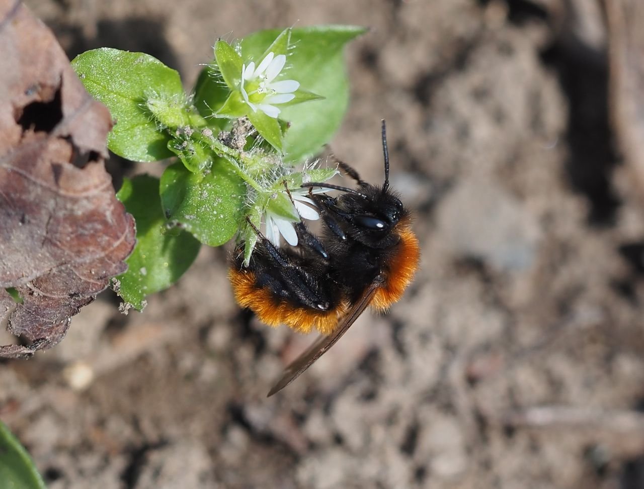 /Andrena fulva saje nektar na ptačinci.