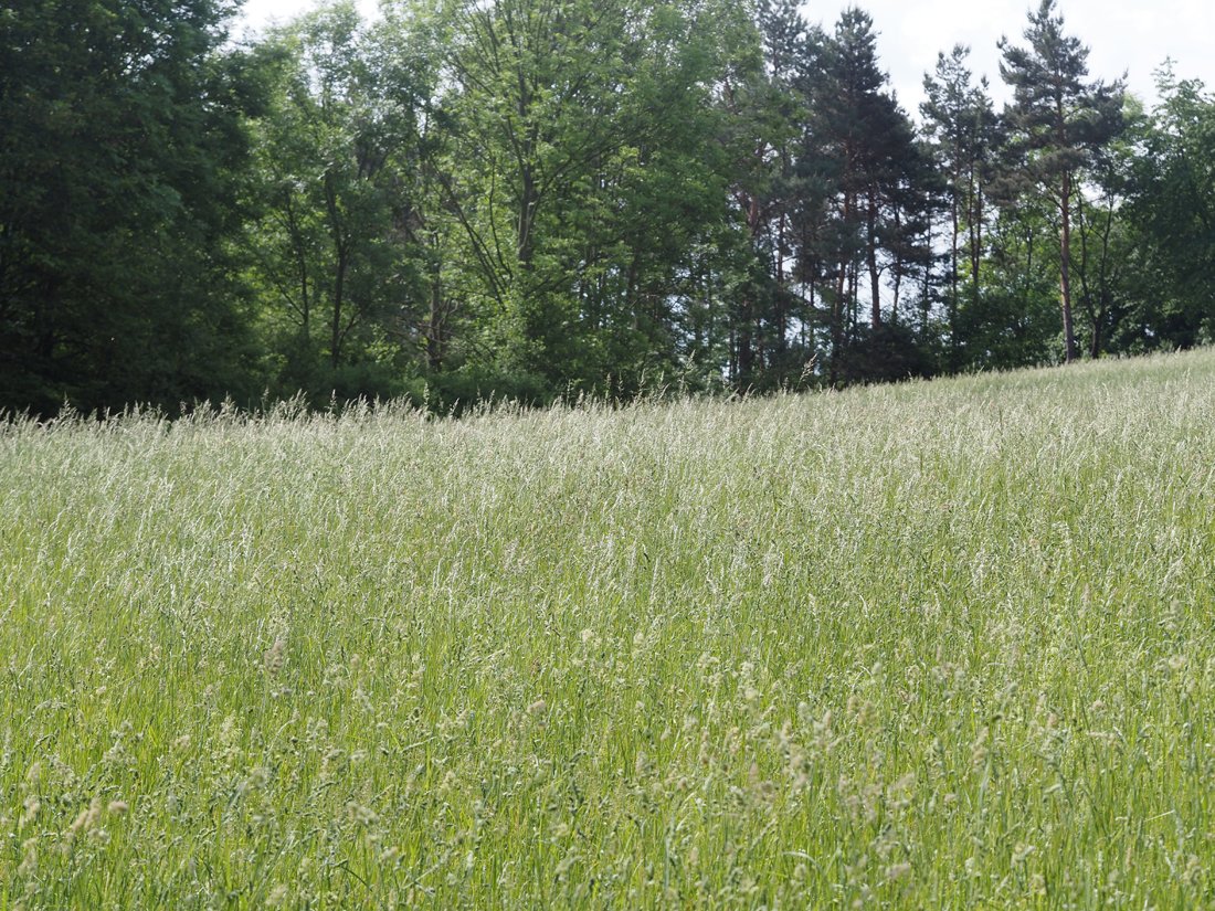 /Louka v Praze 6 nad PP Baba mezi lesem 22. 5. 2024. /Louka v Praze 6 nad PP Baba mezi lesem 22. 5. 2024.