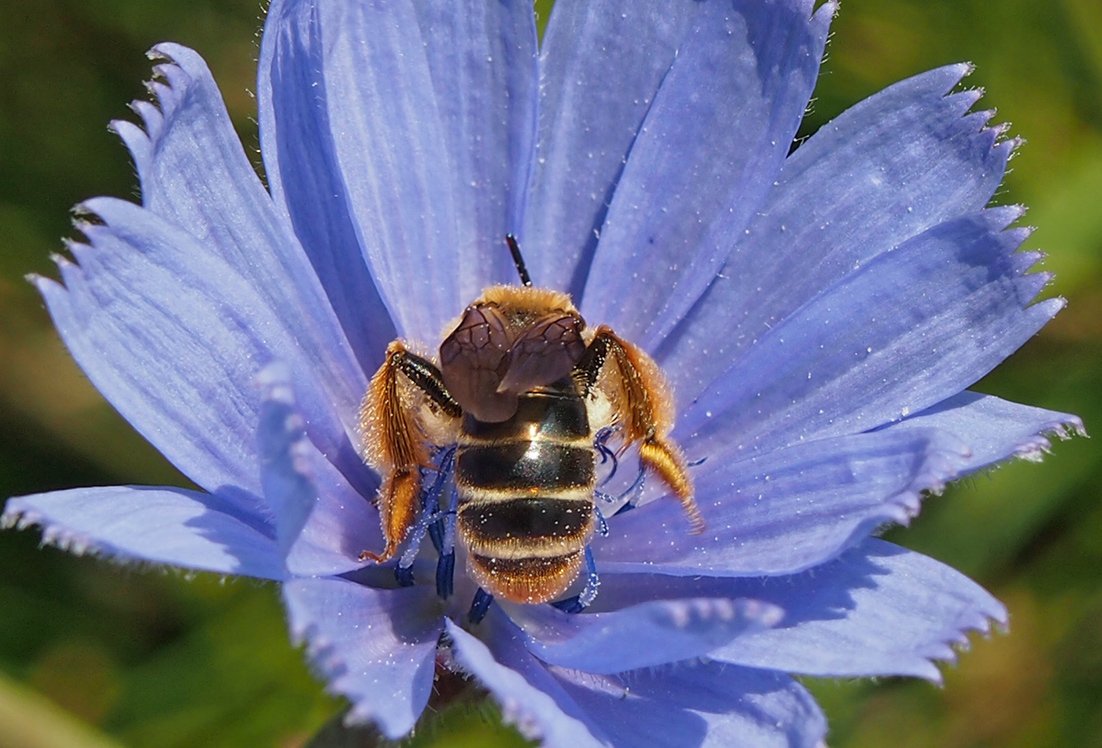 /Pískorypka čekanková, fotografovaná zezadu, jsou dobře vidět zadní nohy.