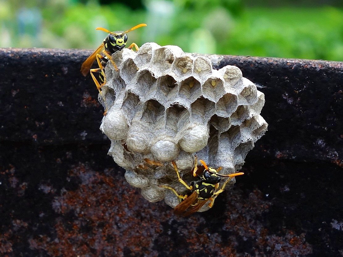 /Vosíci, hnízdo s kuklami. /Vosíci, hnízdo s kuklami.