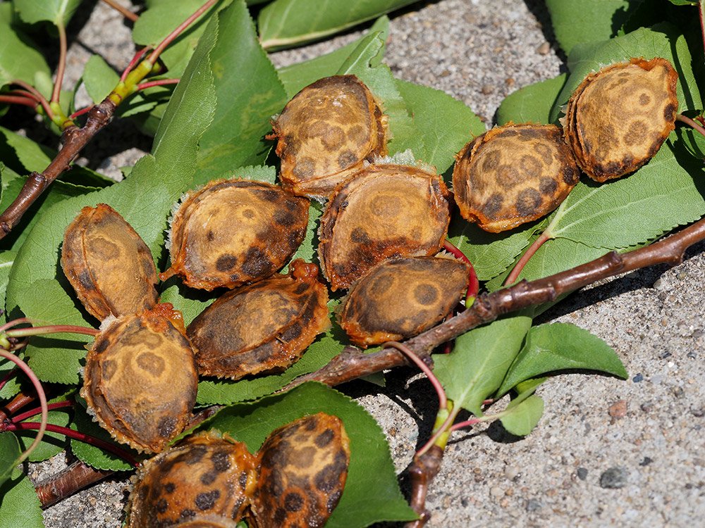 /Pecky z nemocného stromu, postiženého virovou šarkou.