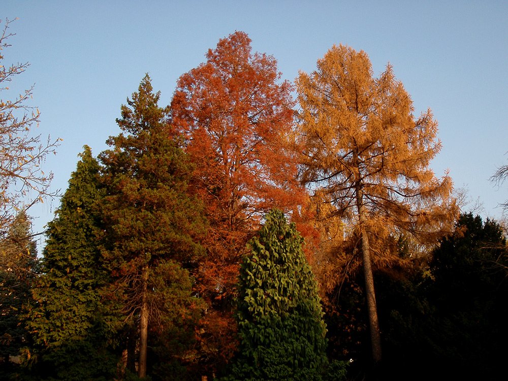 /Tisovec a modřín v pokročilém podzimu 2012.