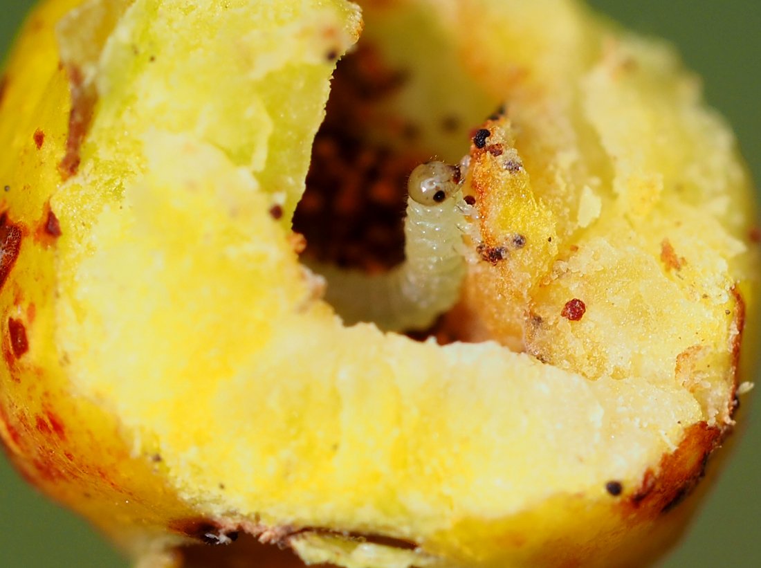 /Larva pilatky vykukuje z hálky.