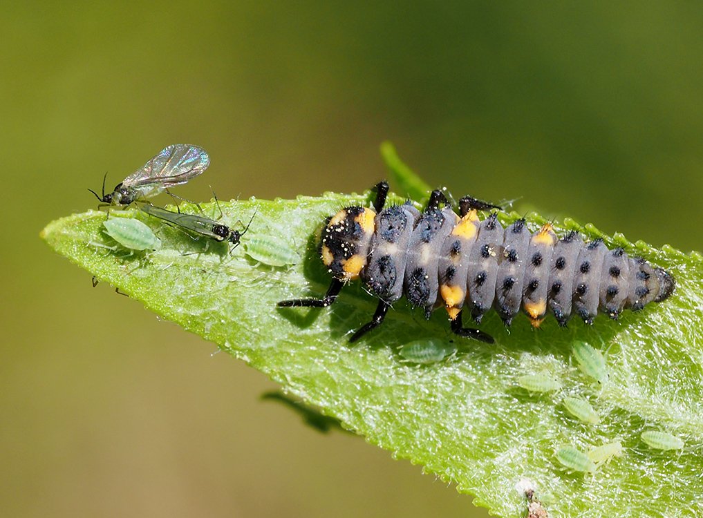 /Larva slunéčka a mšice na vrbovém listu.