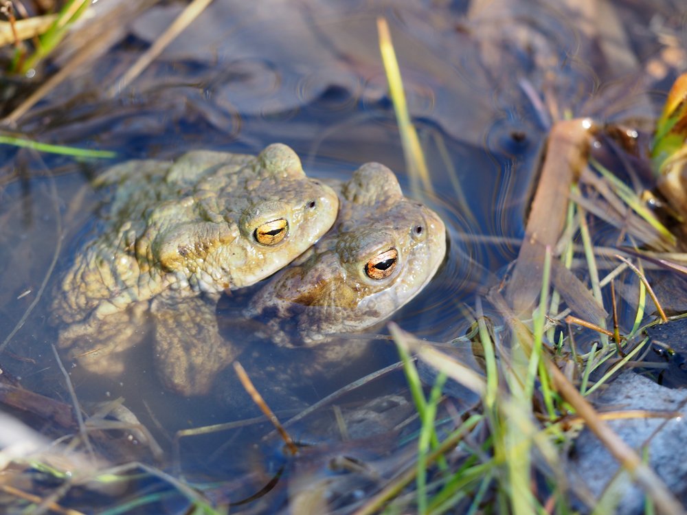 /Ropuchy ve dvojici. /Ropuchy ve dvojici.