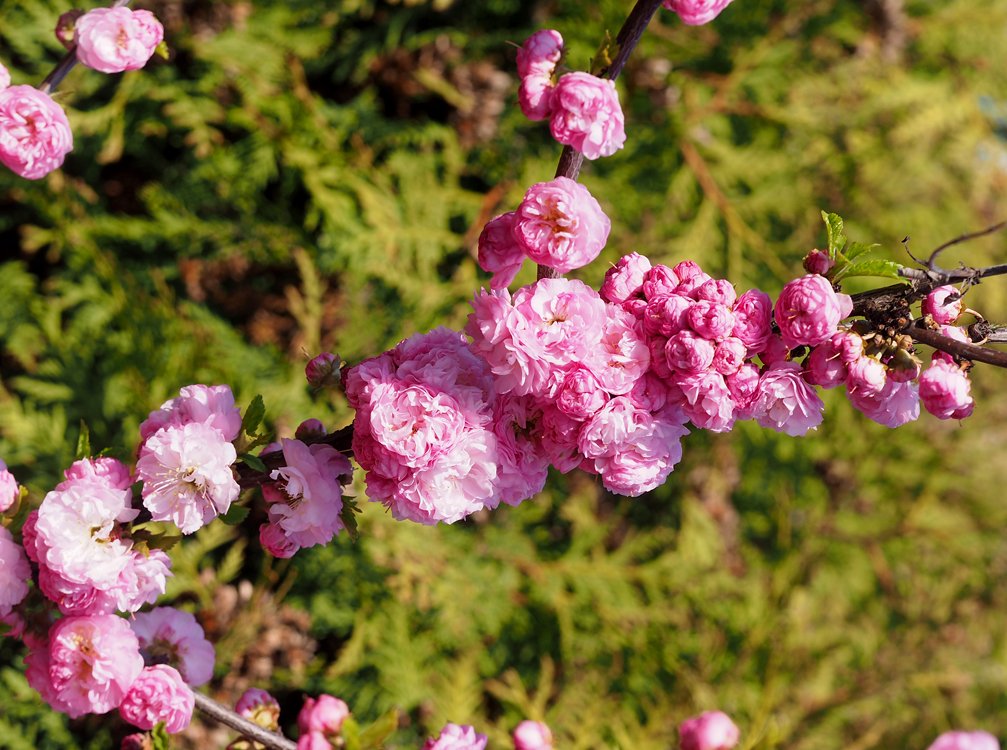 /Prunus triloba, rozkvetlá větvička.