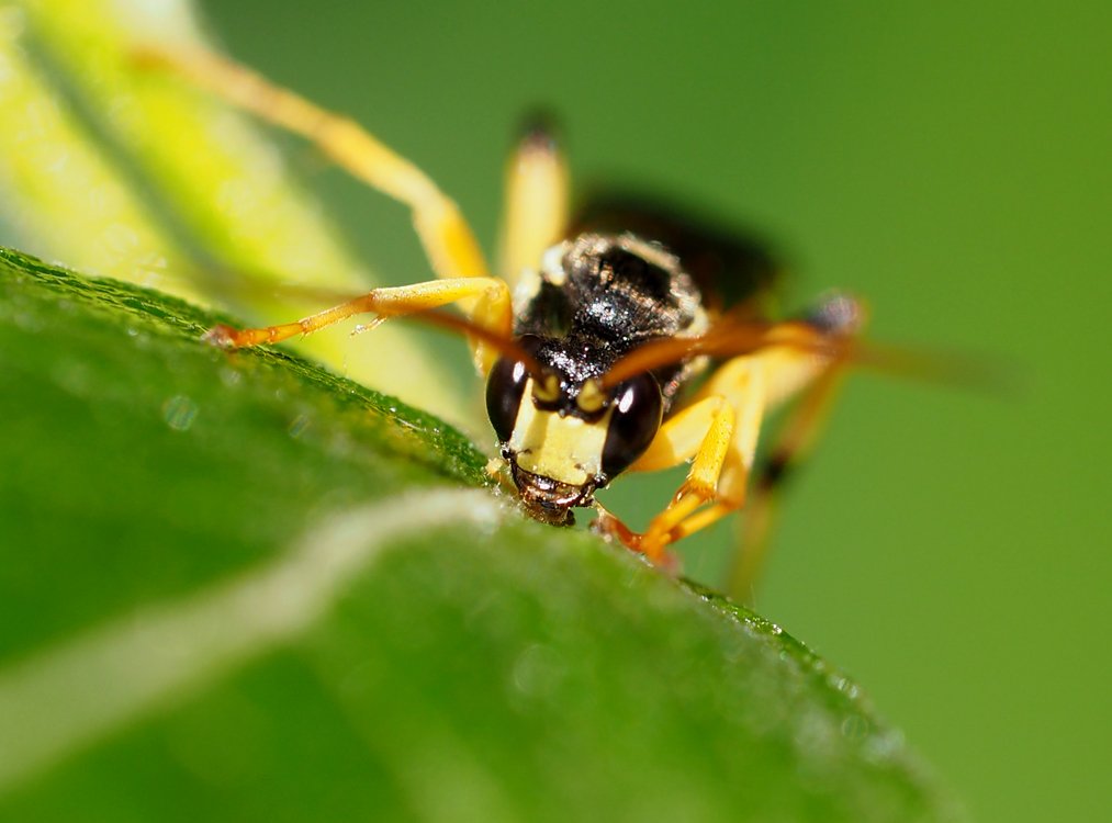 /Ichneumon sarcitorius, sameček se žlutou hlavou. /Ichneumon sarcitorius, sameček se žlutou hlavou.