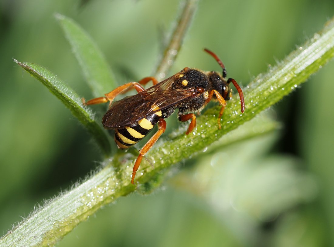 /Nomada sexfasciata, květen 2024.