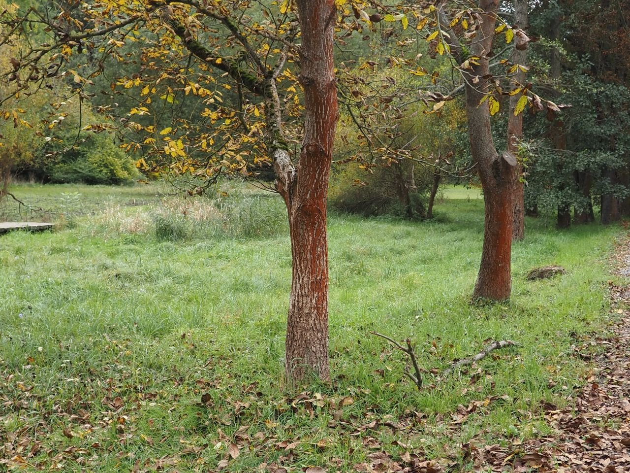 /Červená řasa na kmenech stromů blízko potoka.