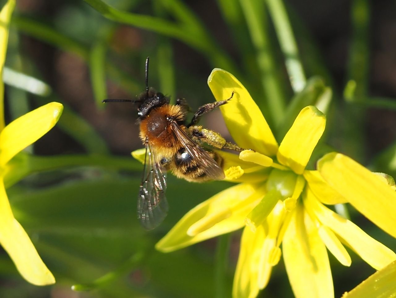 /Andrena bicolor na odletu.