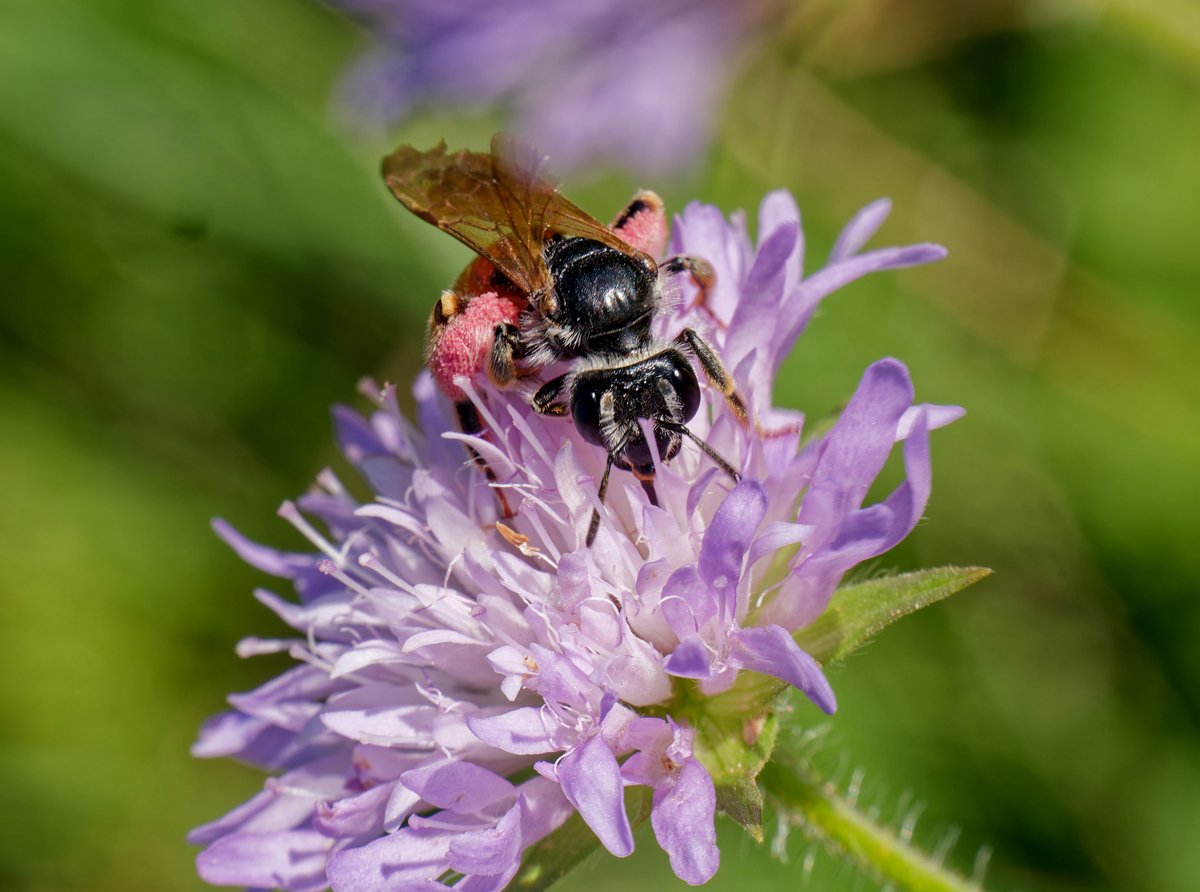 /Andrena hattorfiana sbírá z chrastavce tmavě růžový pyl a současně saje v soukvětí nektar.
