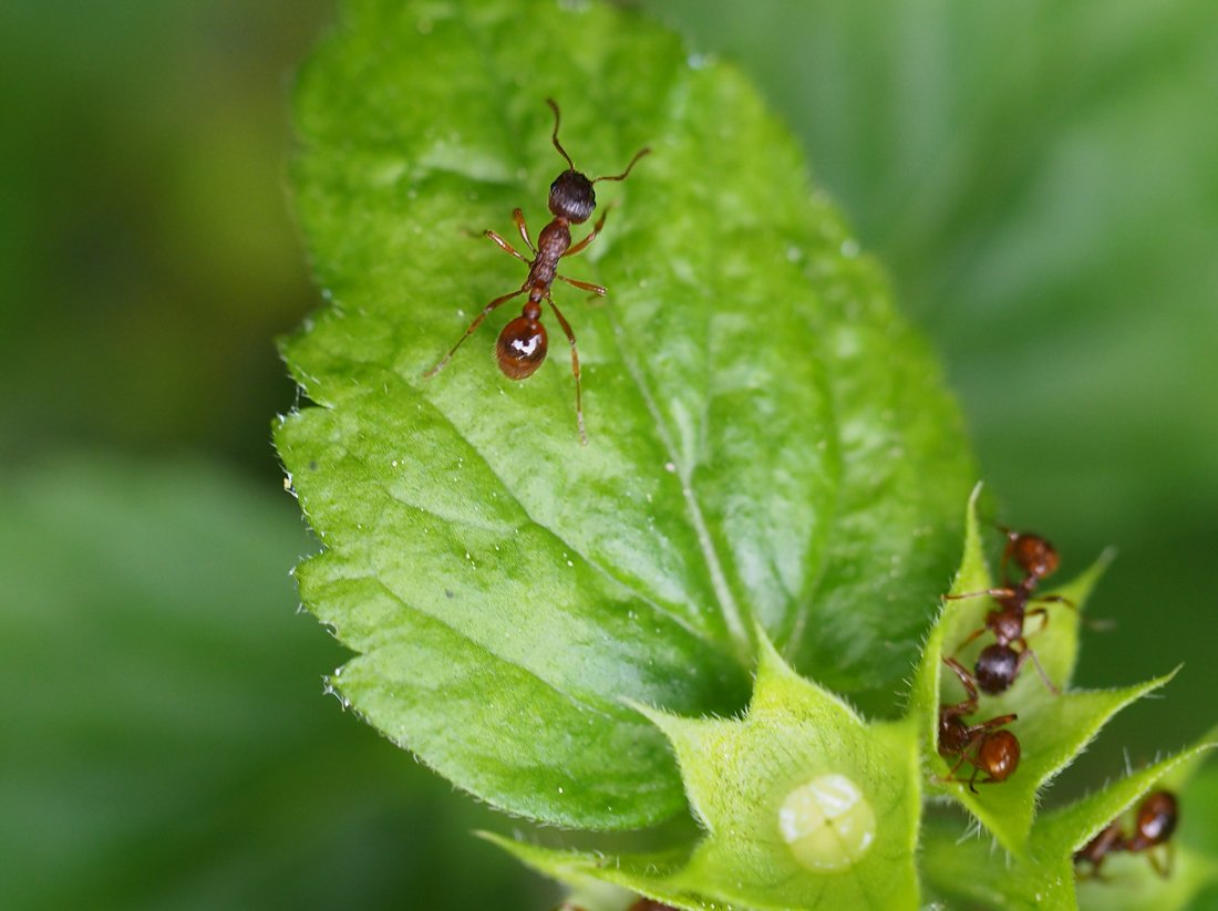 /Mravenec žahavý, Myrmica rubra.