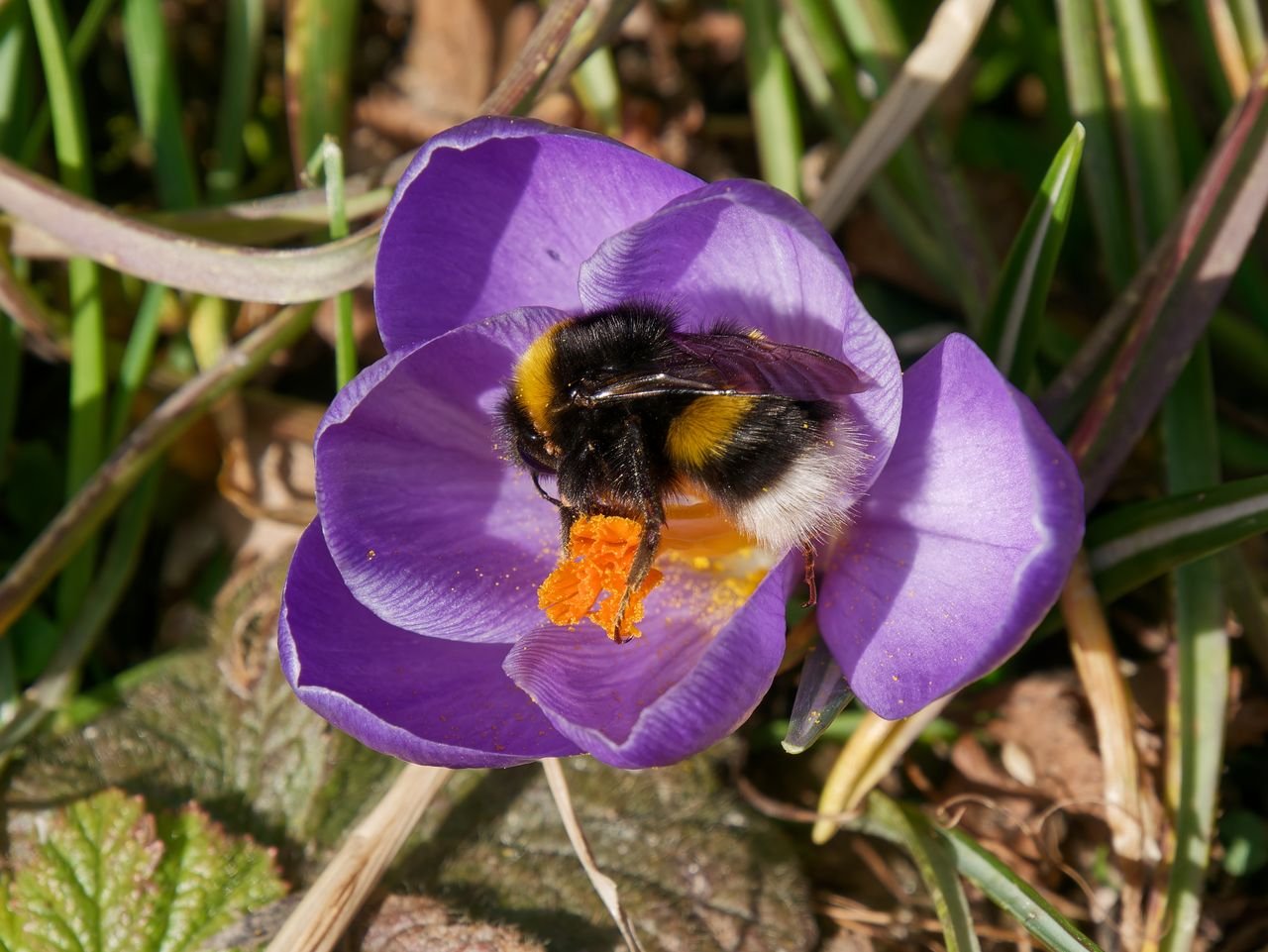 /Čmelák hájový, samička na konci března. Foto Radim Herman.