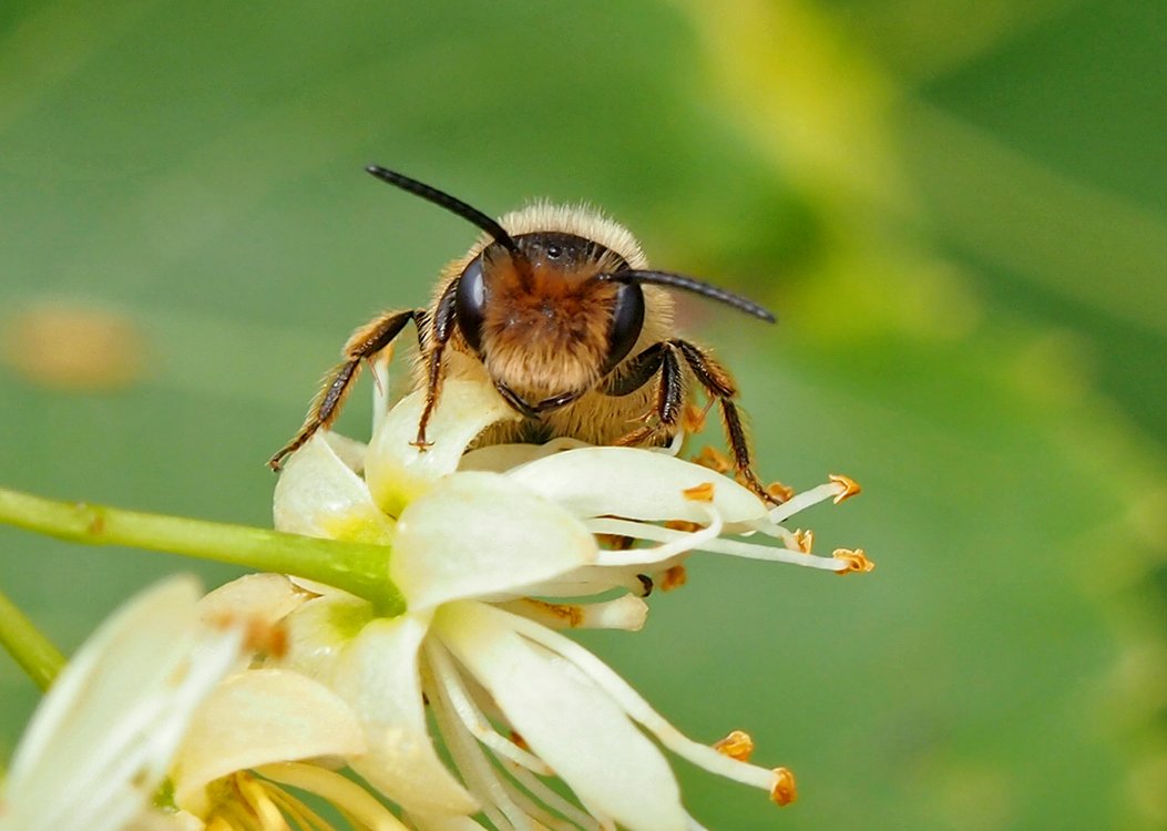 /Drobná včelička na květu lípy, fotografie hlavy na květu.