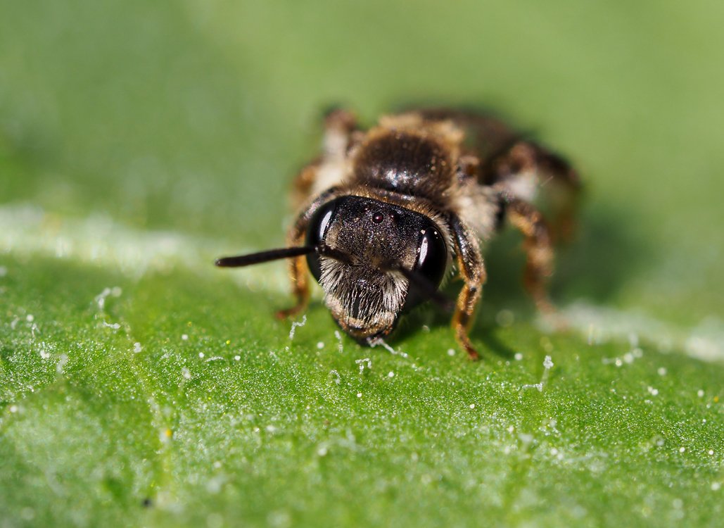 /Andrena labiata, portrét samičky.