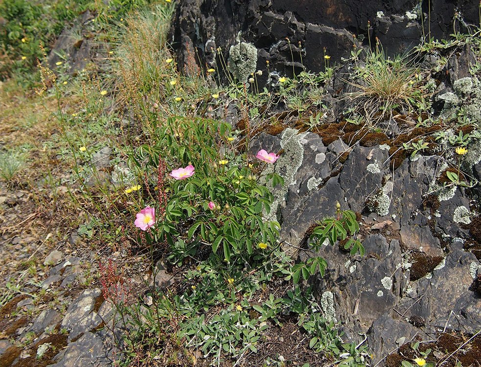 /Růže keltská je nízký keřík. /Růže keltská je nízký keřík.