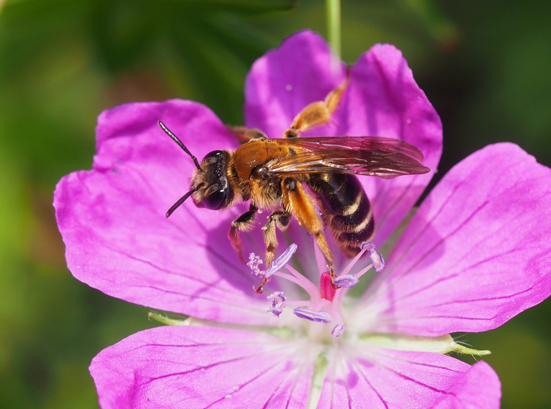/Andrena curvungula, samička na květu kakostu.