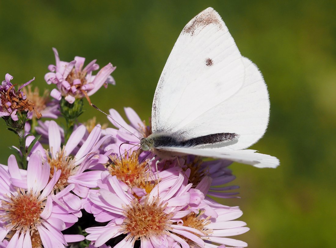 /Bělásek Pieris rapae na astřičkách v říjnu. /Bělásek Pieris rapae na astřičkách v říjnu.