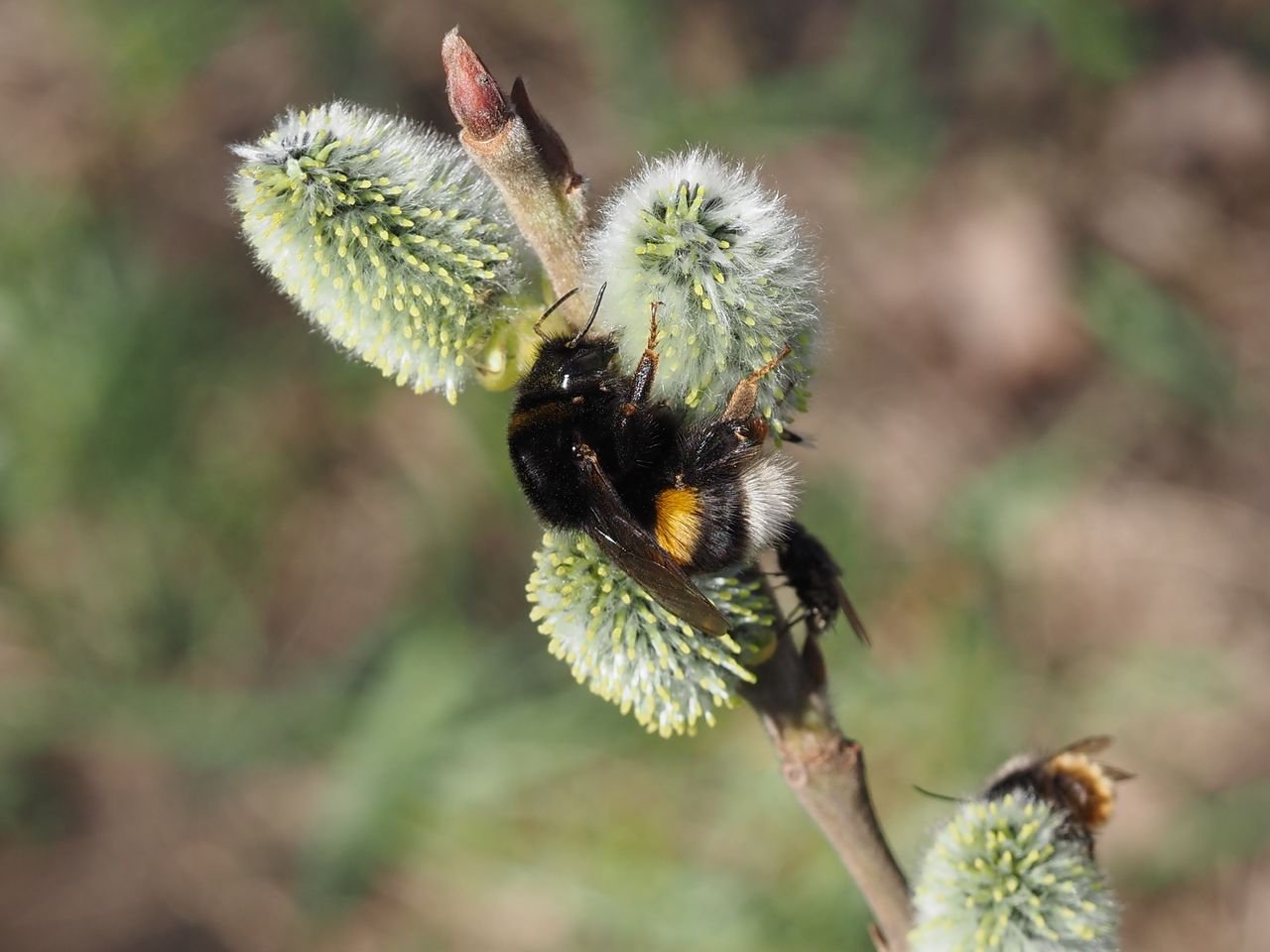 /Čmelák zemní, samička na vrbě jívě.