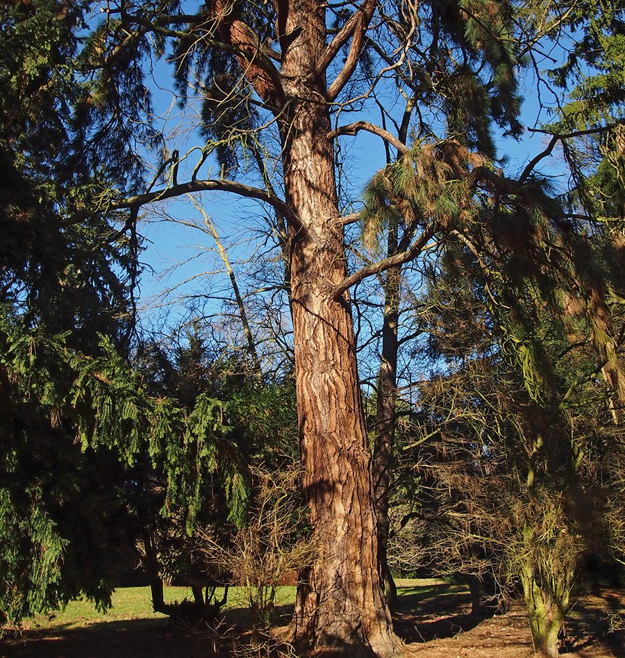 /Borovice těžká, starý strom v Průhonicích.