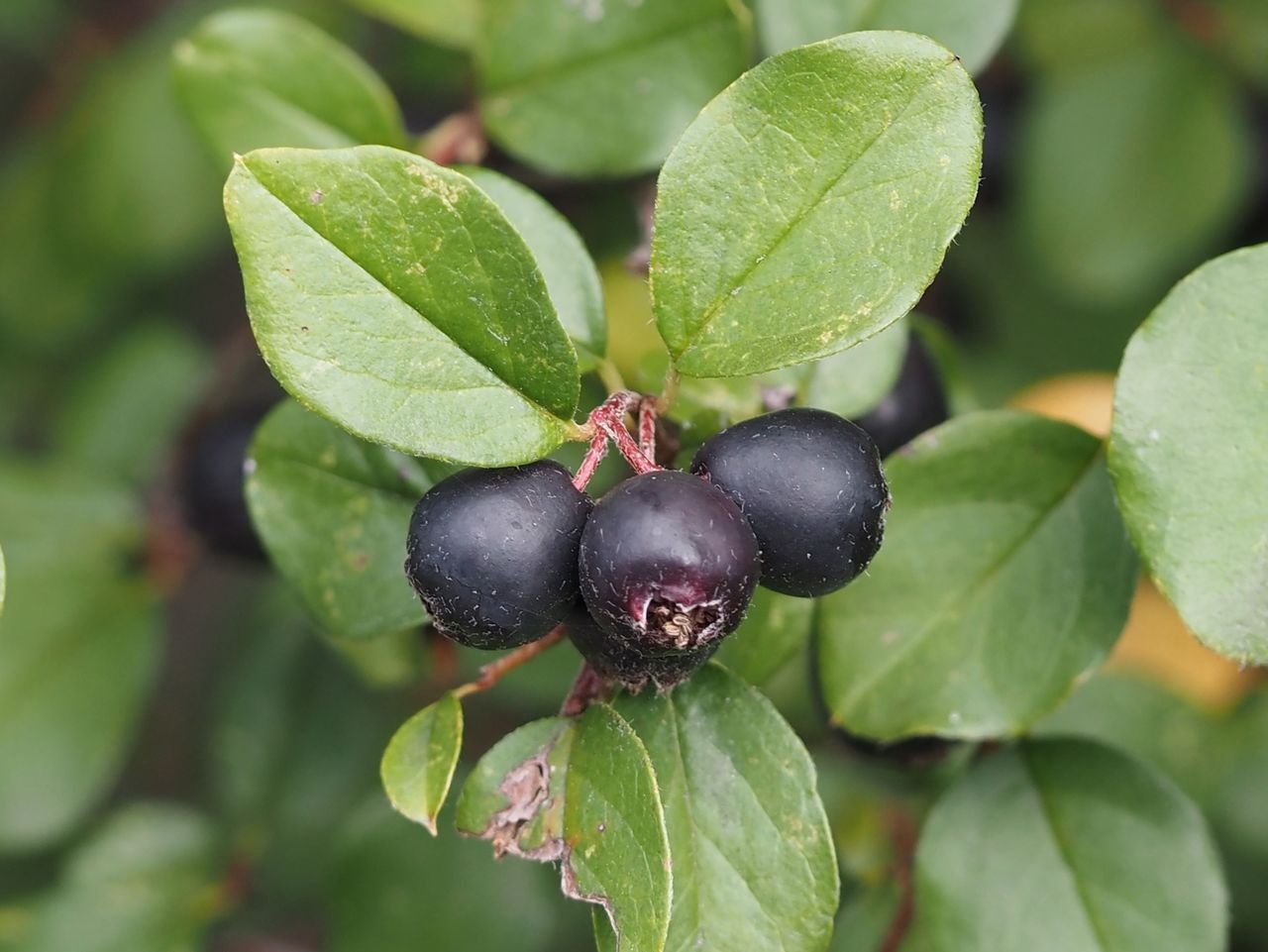/Cotoneaster nitens - plody a listy v detailu.