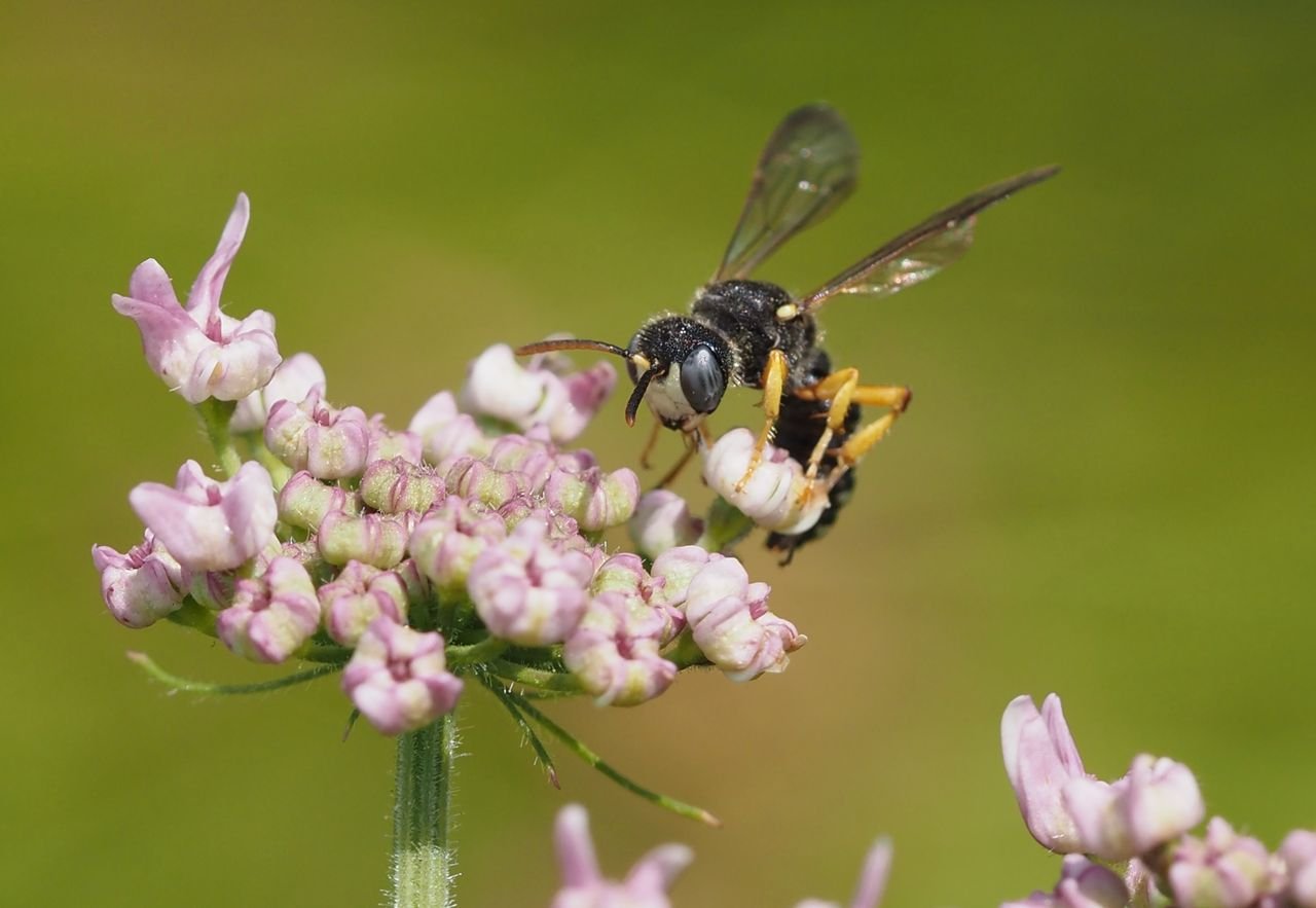 /Uzlatka obecná na rozkvetlém bolševníku.