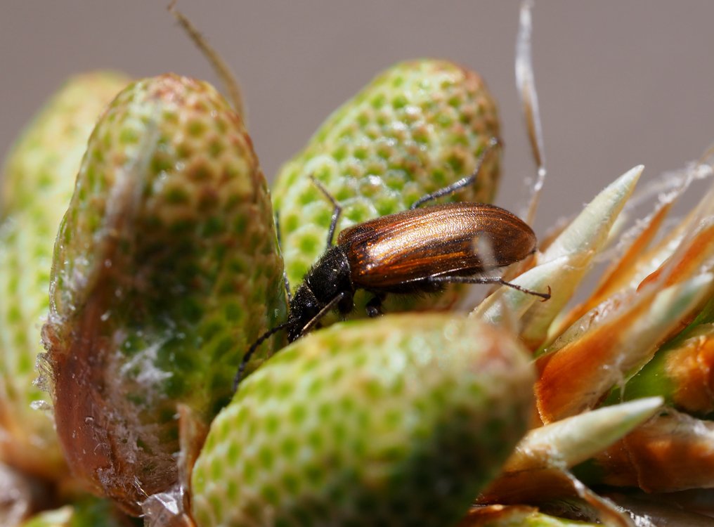 /Brouk květomil (Omophlus lepturoides)