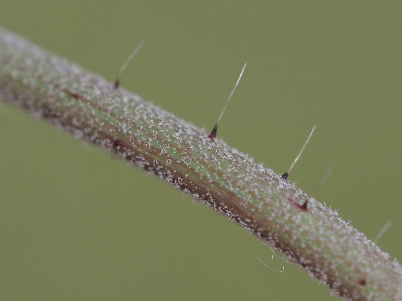 /Pilosella bauhini - lodyha.