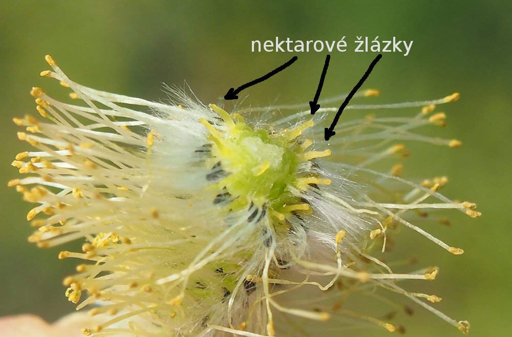 /Velké zvětšení kočičky na průřezu.